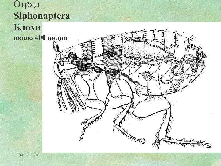 Отряд Siphonaptera Блохи около 400 видов 09. 02. 2018 