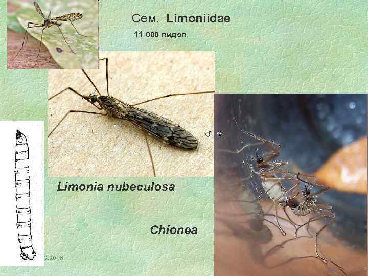 Сем. Limoniidae 11 000 видов Limonia nubeculosa Chionea 09. 02. 2018 