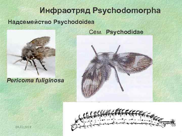 Инфраотряд Psychodomorpha Надсемейство Psychodoidea Сем. Psychodidae Pericoma fuliginosa 09. 02. 2018 