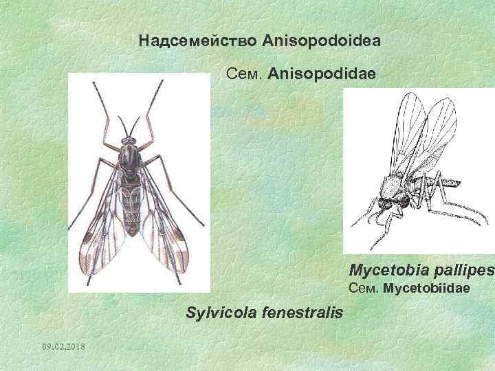 Надсемейство Anisopodoidea Сем. Anisopodidae Mycetobia pallipes Сем. Mycetobiidae Sylvicola fenestralis 09. 02. 2018 