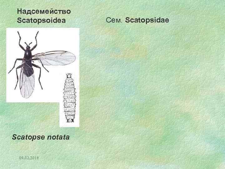 Надсемейство Scatopsoidea Scatopse notata 09. 02. 2018 Сем. Scatopsidae 