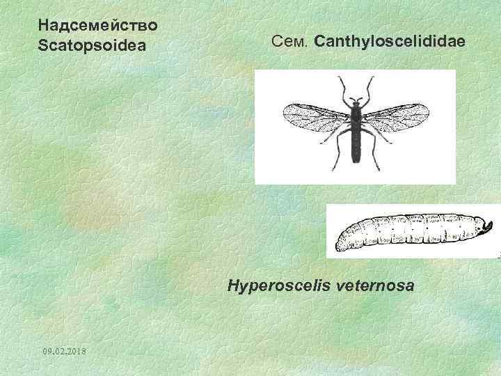 Надсемейство Scatopsoidea Сем. Canthyloscelididae Hyperoscelis veternosa 09. 02. 2018 