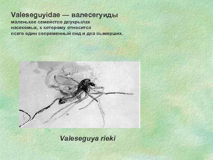 Valeseguyidae — валесегуиды маленькое семейство двукрылах насекомых, к которому относится всего один современный вид