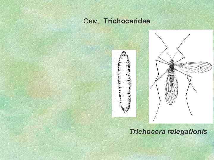 Сем. Trichoceridae Trichocera relegationis 