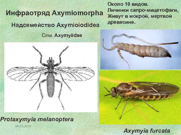 Инфраотряд Axymiomorpha Надсемейство Axymioiodidea Около 10 видов. Личинки сапро-мицетофаги, Живут в мокрой, мертвой древесине.