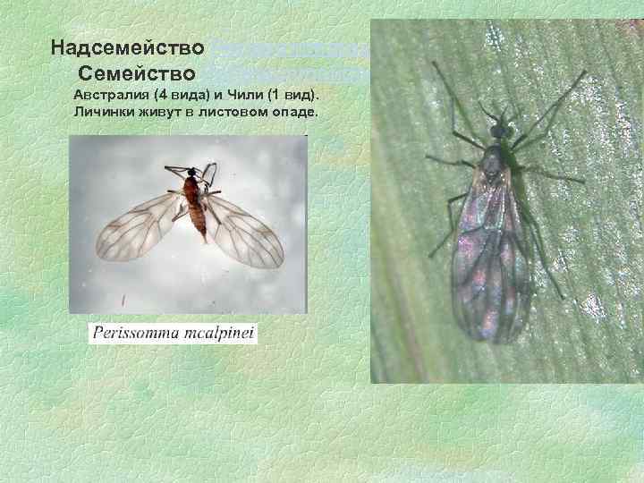 Надсемейство Perissommatoidea Семейство Perissommatidae Австралия (4 вида) и Чили (1 вид). Личинки живут в