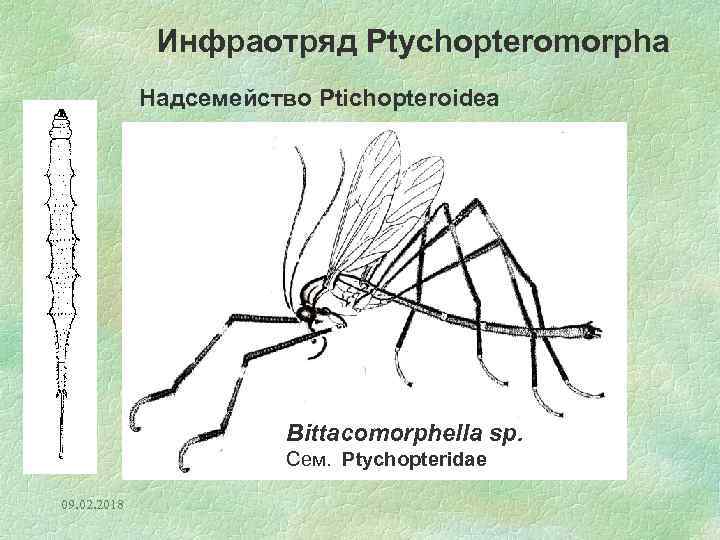 Инфраотряд Ptychopteromorpha Надсемейство Ptichopteroidea Bittacomorphella sp. Сем. Ptychopteridae 09. 02. 2018 