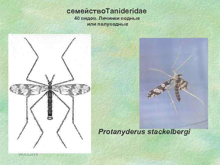 семейство. Tanideridae 40 видов. Личинки водные или полуводные Protanyderus stackelbergi 09. 02. 2018 