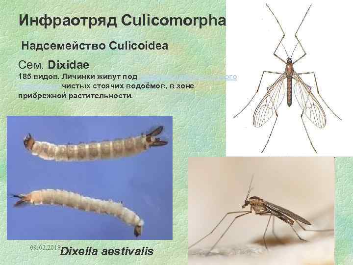 Инфраотряд Culicomorpha Надсемейство Culicoidea Сем. Dixidae 185 видов. Личинки живут под плёнкой поверхностного натяжения