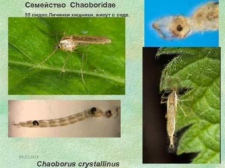 Семейство Chaoboridae 55 видов. Личинки хищники, живут в воде. 09. 02. 2018 Chaoborus crystallinus