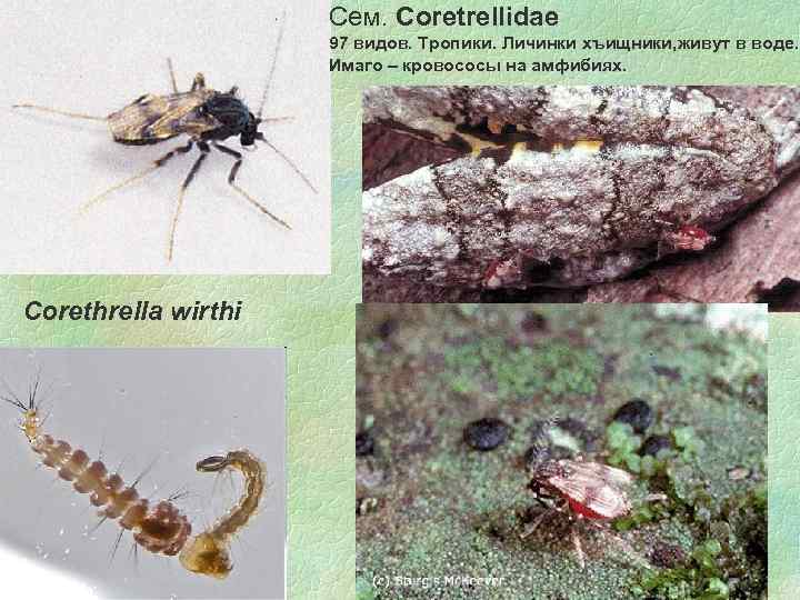 Cем. Coretrellidae 97 видов. Тропики. Личинки хъищники, живут в воде. Имаго – кровососы на