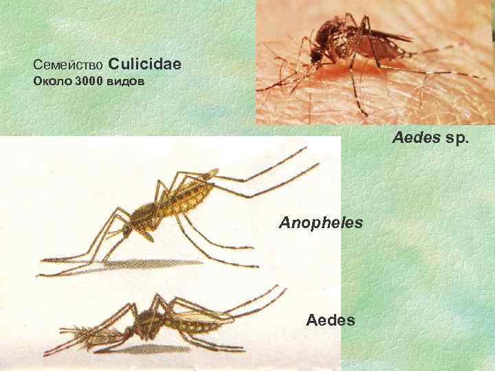 Cемейство Culicidae Около 3000 видов Aedes sp. Anopheles Aedes 09. 02. 2018 