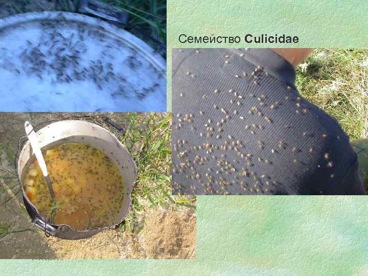 Cемейство Culicidae 09. 02. 2018 