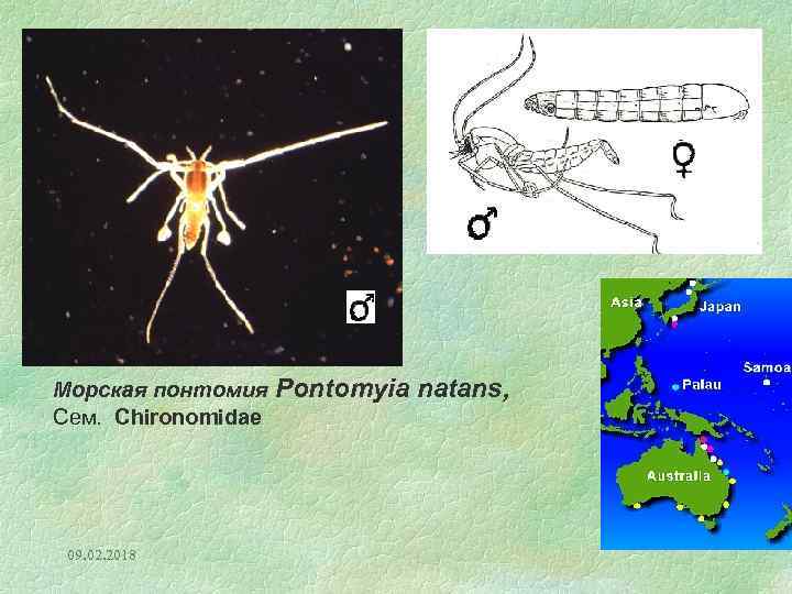 ♀ ♂ Морская понтомия Pontomyia natans, Сем. Chironomidae 09. 02. 2018 