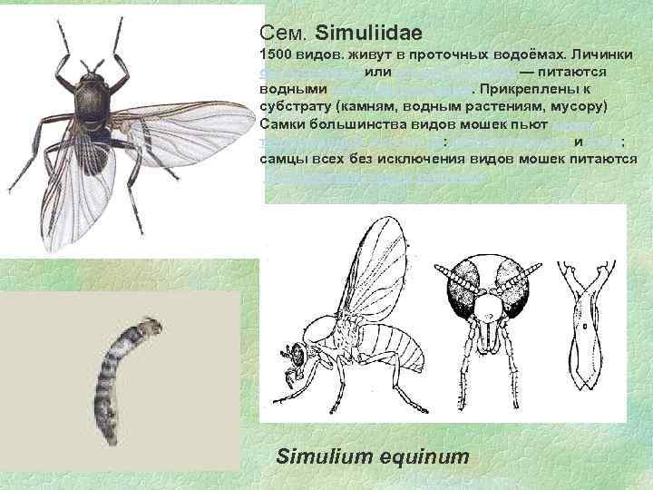 Сем. Simuliidae 1500 видов. живут в проточных водоёмах. Личинки фильтраторы или отскрёбыватели — питаются