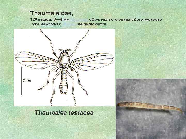 Thaumaleidae, 120 видов. 3— 4 мм Личинки обитают в тонких слоях мокрого мха на