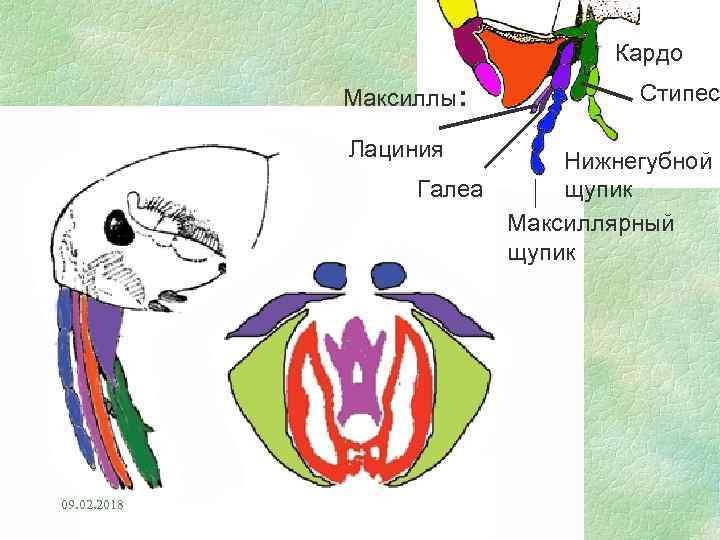 Кардо Максиллы: Лациния Стипес Нижнегубной Галеа щупик Максиллярный щупик 09. 02. 2018 