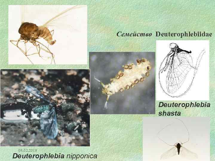 Семейство Deuterophlebiidae Deuterophlebia shasta 09. 02. 2018 Deuterophlebia nipponica 