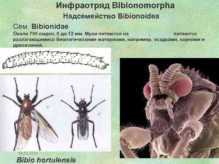 Инфраотряд Bibionomorpha Надсемейство Bibionoidea Сем. Bibionidae Около 700 видов. 5 до 12 мм. Мухи