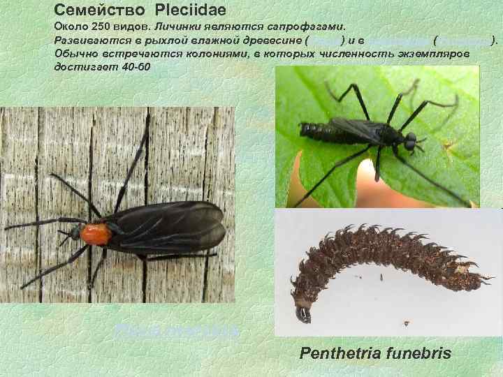 Семейство Pleciidae Около 250 видов. Личинки являются сапрофагами. Развиваются в рыхлой влажной древесине (Plecia)