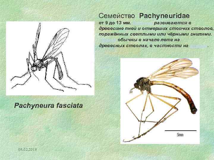 Семейство Pachyneuridae от 9 до 13 мм. Личинки развиваются в древесине пней и отмерших