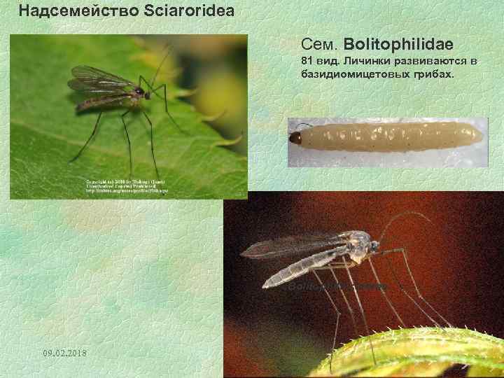 Надсемейство Sciaroridea Сем. Bolitophilidae 81 вид. Личинки развиваются в базидиомицетовых грибах. Bolitophila cinerea 09.