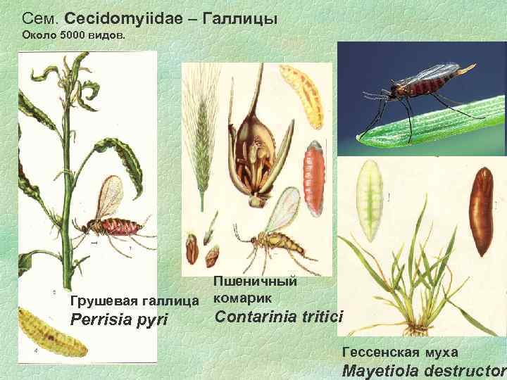 Сем. Cecidomyiidae – Галлицы Около 5000 видов. Грушевая галлица Perrisia pyri 09. 02. 2018