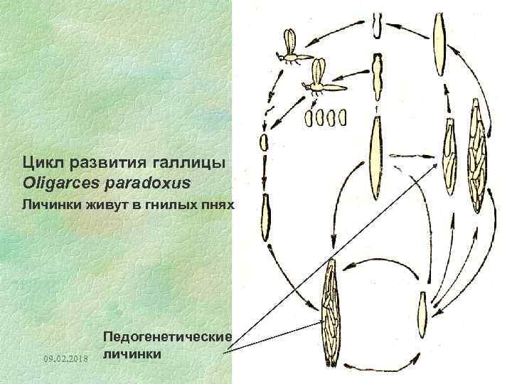 Цикл развития галлицы Oligarces paradoxus Личинки живут в гнилых пнях 09. 02. 2018 Педогенетические