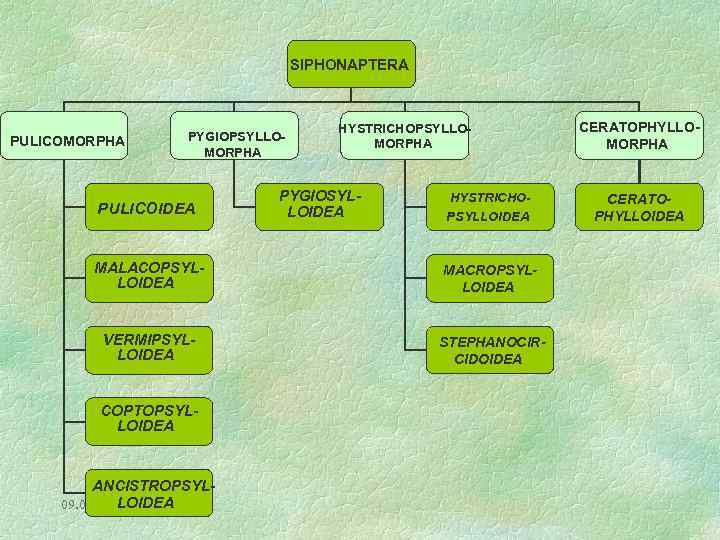 SIPHONAPTERA PULICOMORPHA PYGIOPSYLLOMORPHA PYGIOSYLLOIDEA PULICOIDEA MALACOPSYLLOIDEA VERMIPSYLLOIDEA COPTOPSYLLOIDEA ANCISTROPSYL- LOIDEA 09. 02. 2018 HYSTRICHOPSYLLOMORPHA