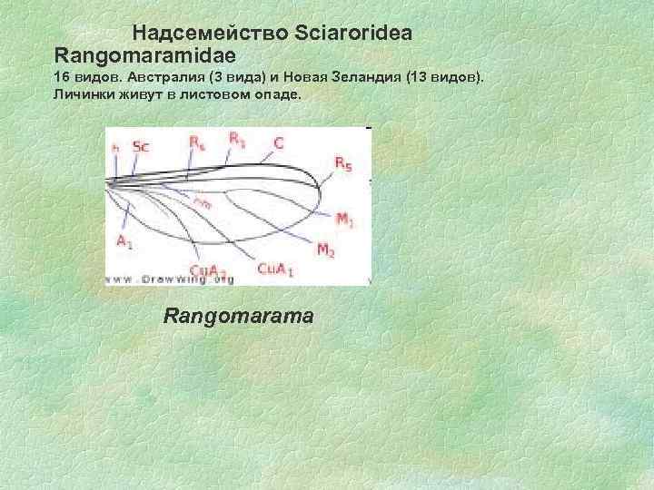 Надсемейство Sciaroridea Rangomaramidae 16 видов. Австралия (3 вида) и Новая Зеландия (13 видов). Личинки