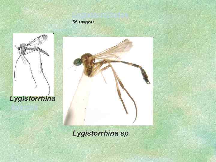 Lygistorrhinidae 35 видов. Lygistorrhina fijiensis Lygistorrhina sp 