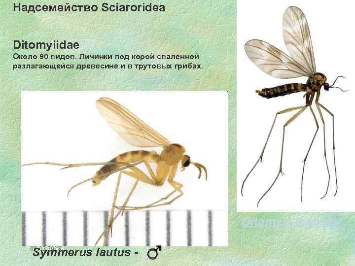 Надсемейство Sciaroridea Ditomyiidae Около 90 видов. Личинки под корой сваленной разлагающейся древесине и в