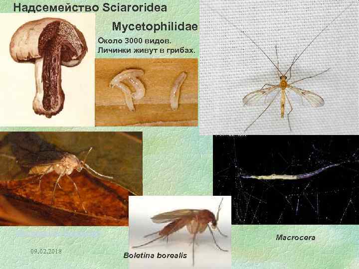 Надсемейство Sciaroridea Mycetophilidae Около 3000 видов. Личинки живут в грибах. Mycetophila fungorum 09. 02.