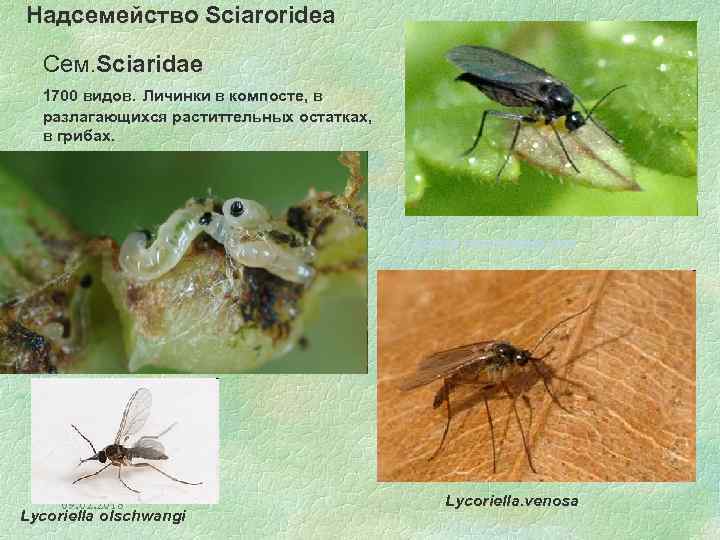 Надсемейство Sciaroridea Сем. Sciaridae 1700 видов. Личинки в компосте, в разлагающихся раститтельных остатках, в