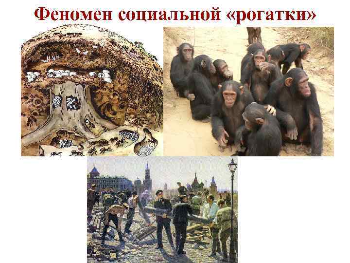 Феномен социальной «рогатки» 