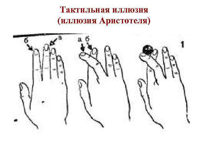 Тактильная иллюзия (иллюзия Аристотеля) 