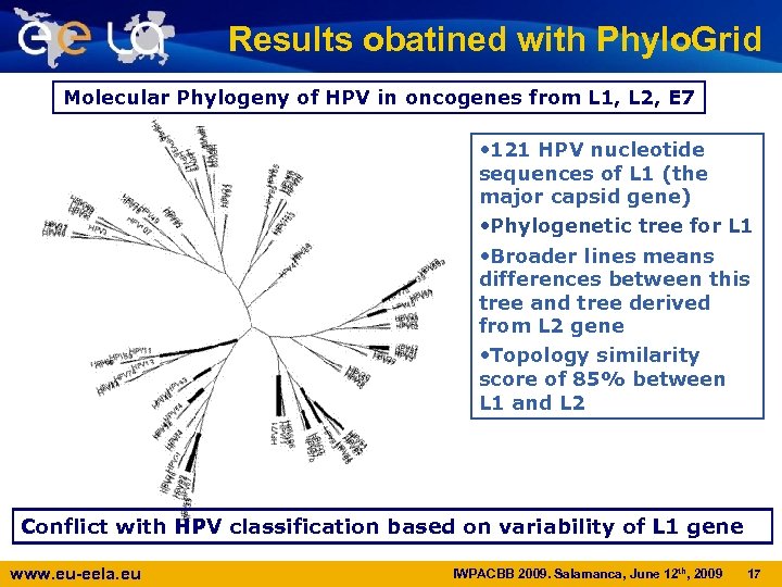 Results obatined with Phylo. Grid Molecular Phylogeny of HPV in oncogenes from L 1,