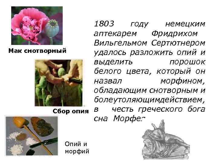 Мак снотворный Сбор опия Опий и морфий 1803 году немецким аптекарем Фридрихом Вильгельмом Сертютнером