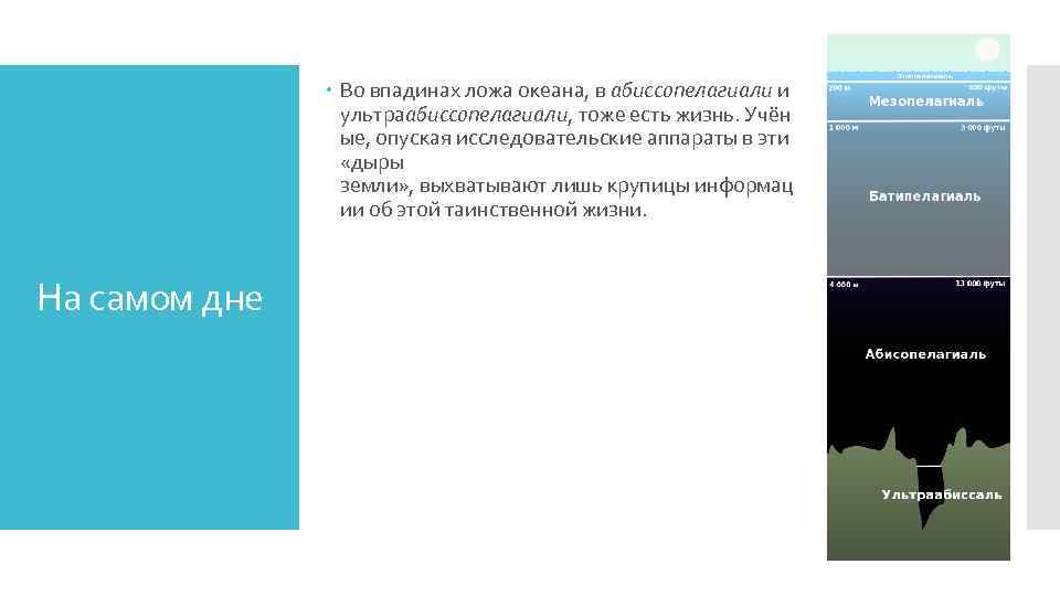  Во впадинах ложа океана, в абиссопелагиали и ультраабиссопелагиали, тоже есть жизнь. Учён ые,