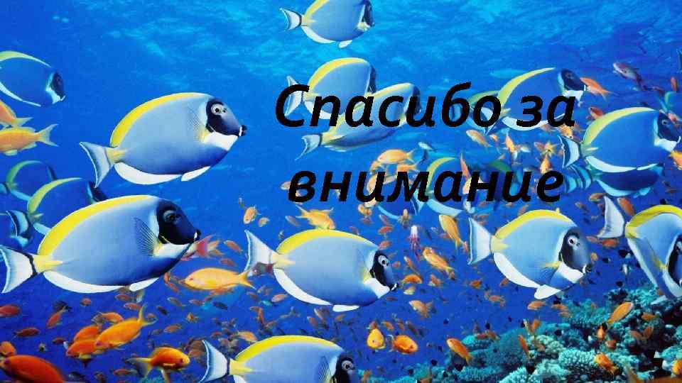 Спасибо за внимание 