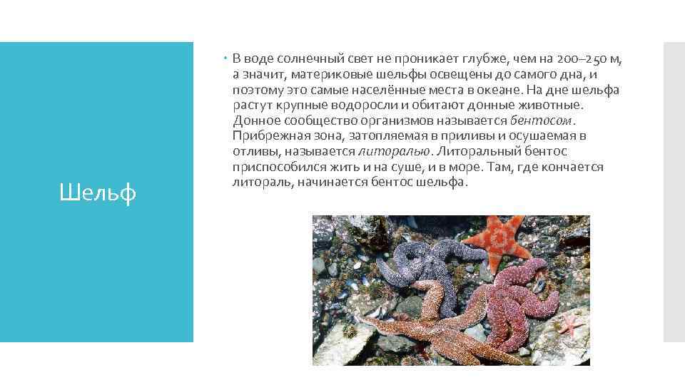 Шельф В воде солнечный свет не проникает глубже, чем на 200– 250 м, а