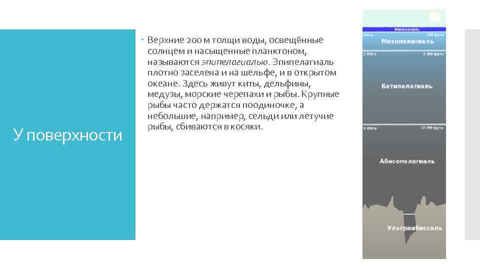 У поверхности Верхние 200 м толщи воды, освещённые солнцем и насыщенные планктоном, называются эпипелагиалью.
