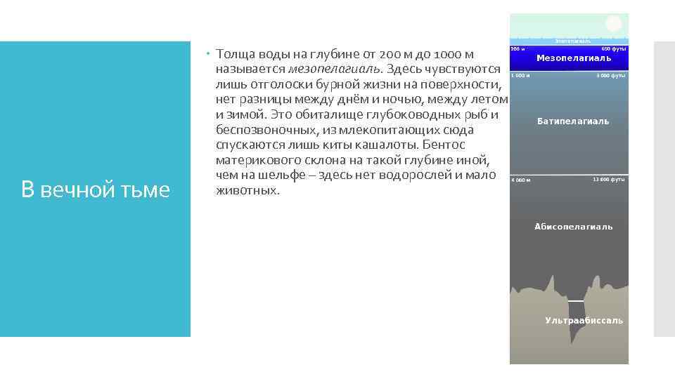 В вечной тьме Толща воды на глубине от 200 м до 1000 м называется