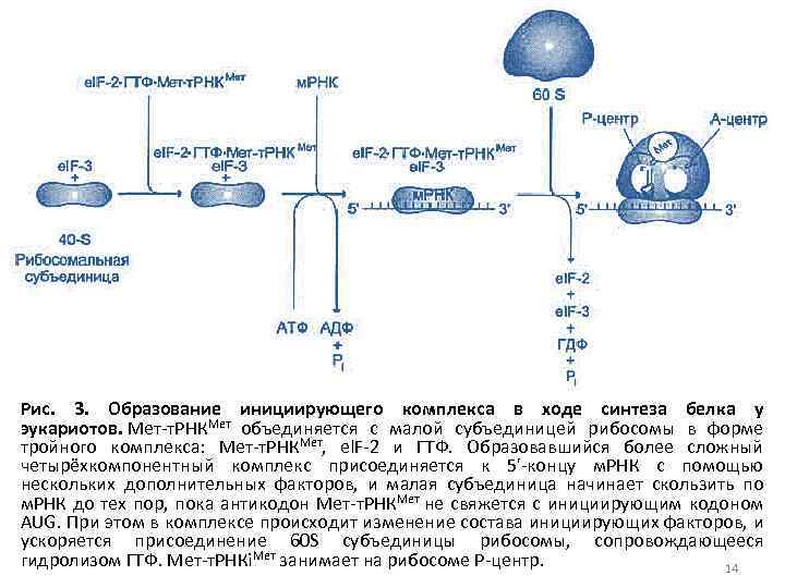 Рис. 3. Образование инициирующего комплекса в ходе синтеза белка у эукариотов. Мет-т. РНКМет объединяется