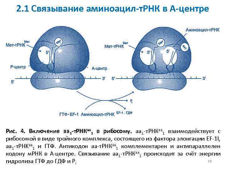 Комплекс рибосом. Центры связывания МРНК рибосомы. Строение и функции рибосомы центр связывания МРНК. Функции активных центров рибосом. А центр рибосомы функция.