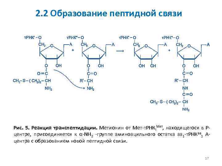 Характеристика пептидной связи в белках