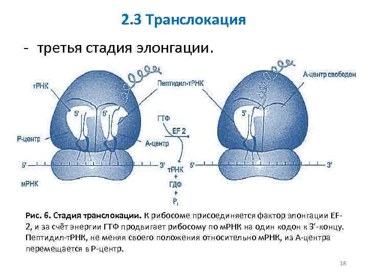 2. 3 Транслокация - третья стадия элонгации. Рис. 6. Стадия транслокации. К рибосоме присоединяется