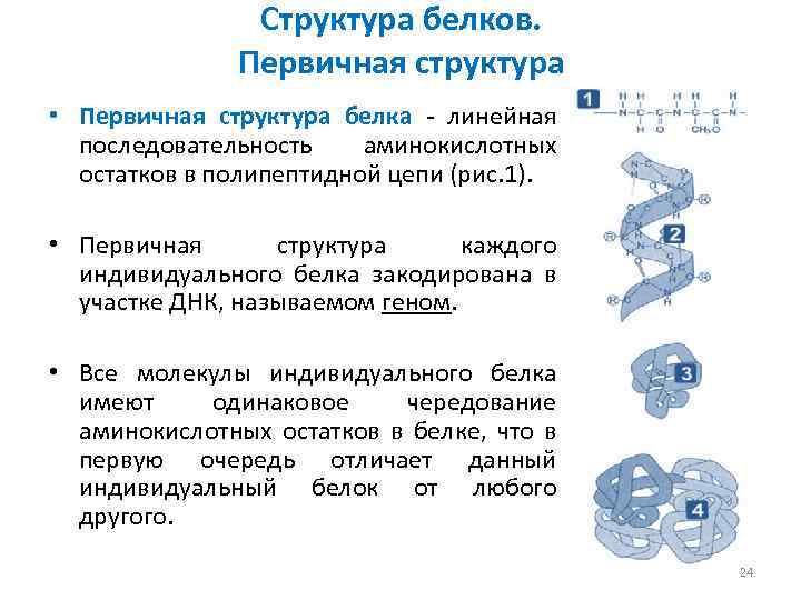 Структура белков. Первичная структура • Первичная структура белка - линейная последовательность аминокислотных остатков в