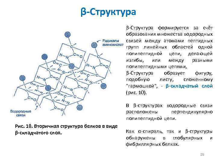 Структура сформировалась раньше остальных. Β-структура. Β-структура представляет собой:. Структура белка образованная за счет водородных связей. Вторичная структура белка формируется за счет образования.