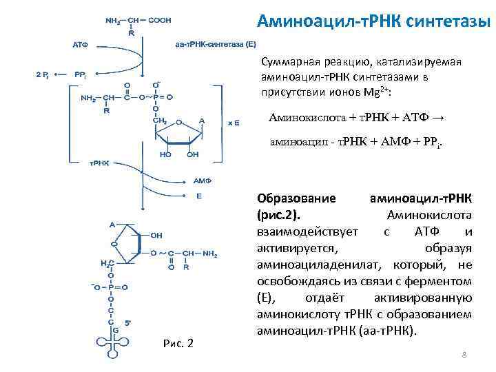 Сколько аминокислот участвует в синтезе белков. Реакция образования аминоацил-ТРНК. Реакция катализируемая аминоацил-ТРНК синтетазой. Аминоацил ТРНК комплекс. Уравнение реакции образования аминоацил ТРНК.